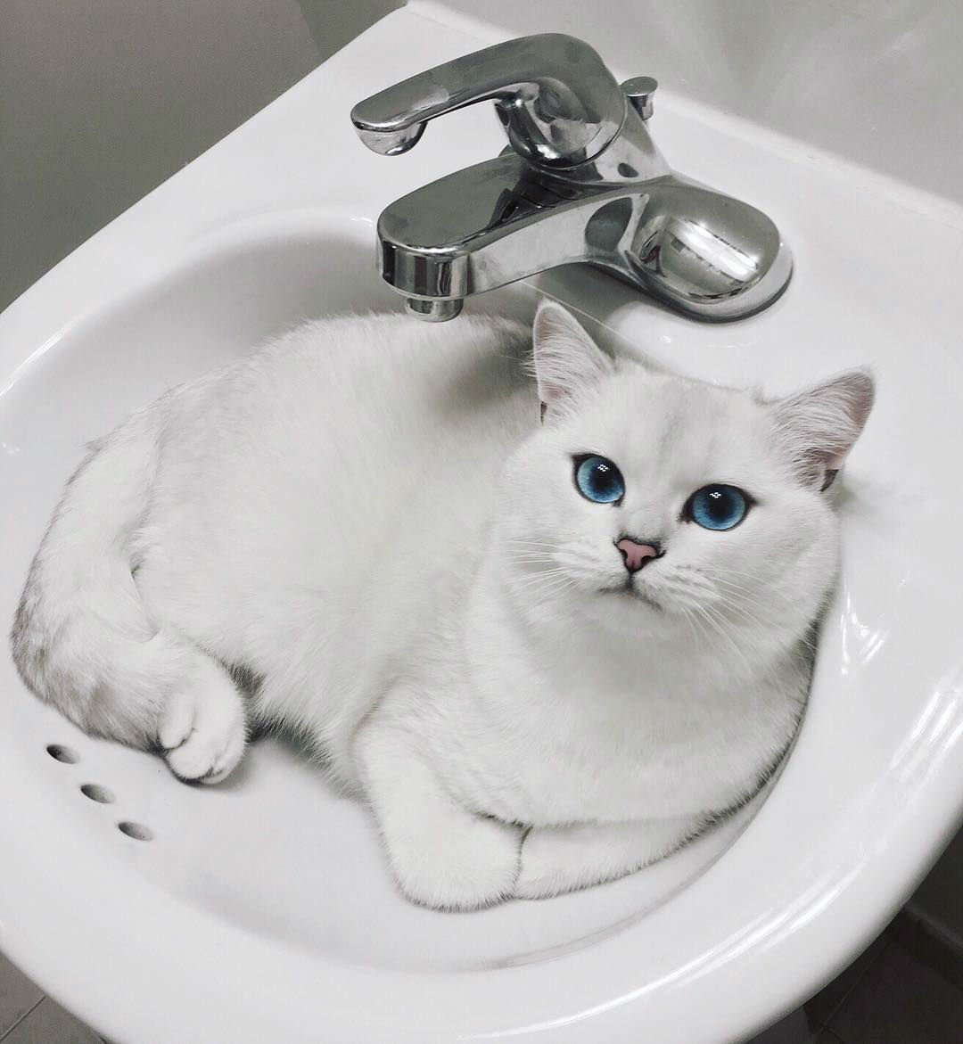 Британский короткошёрстный кот Коби