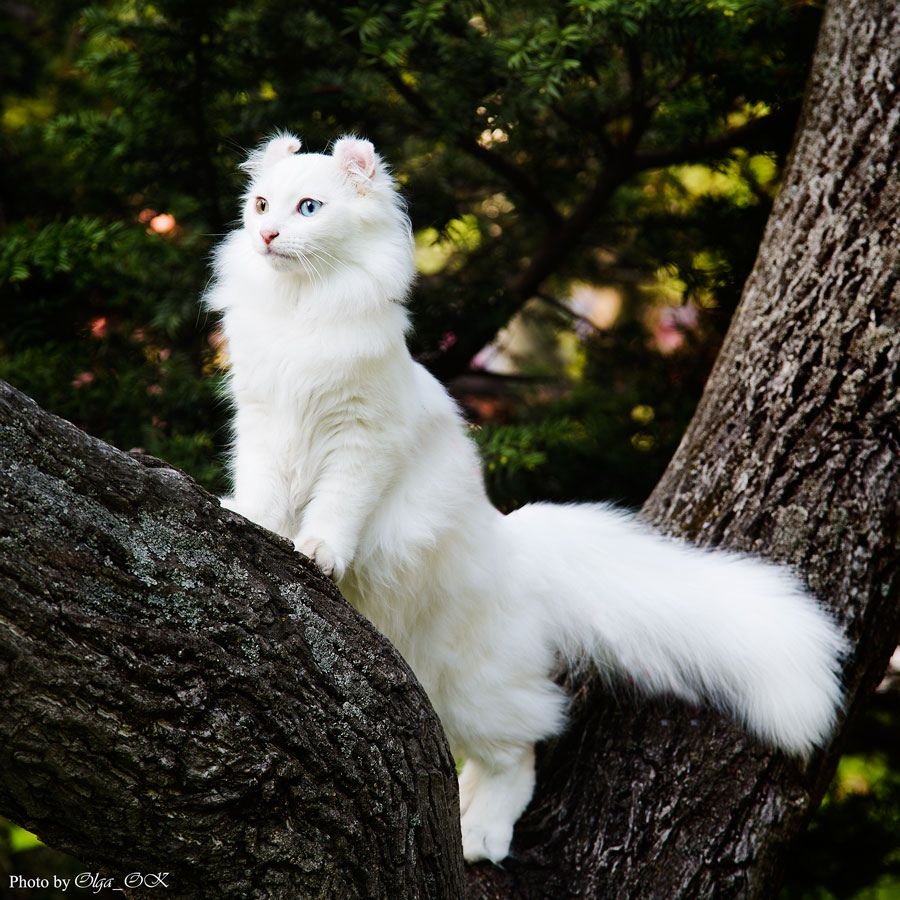 Американский керл белый