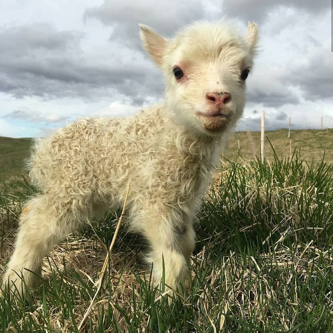 Красивая коза