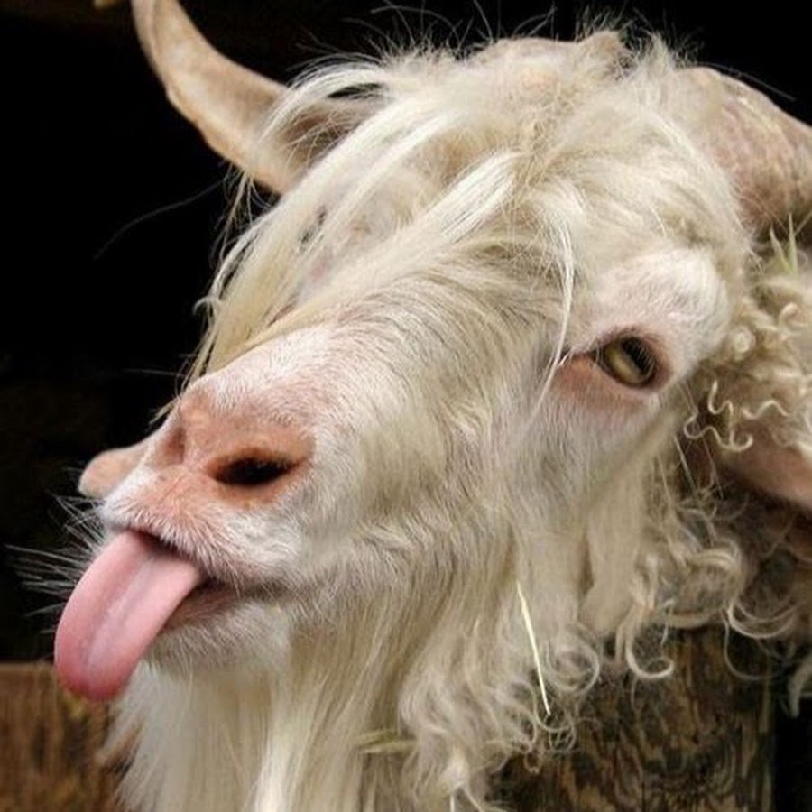 Лысый козел