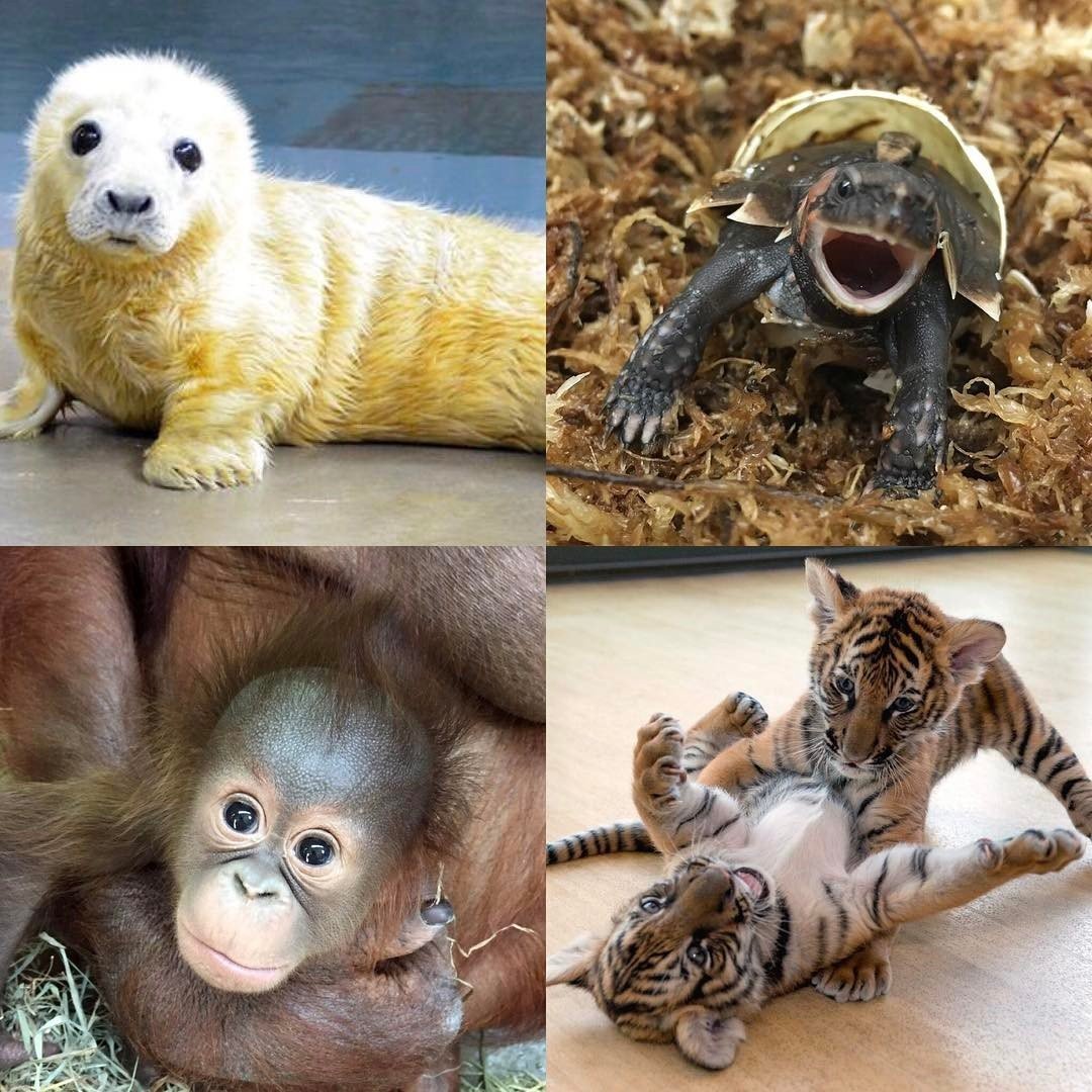 Зоологический парк