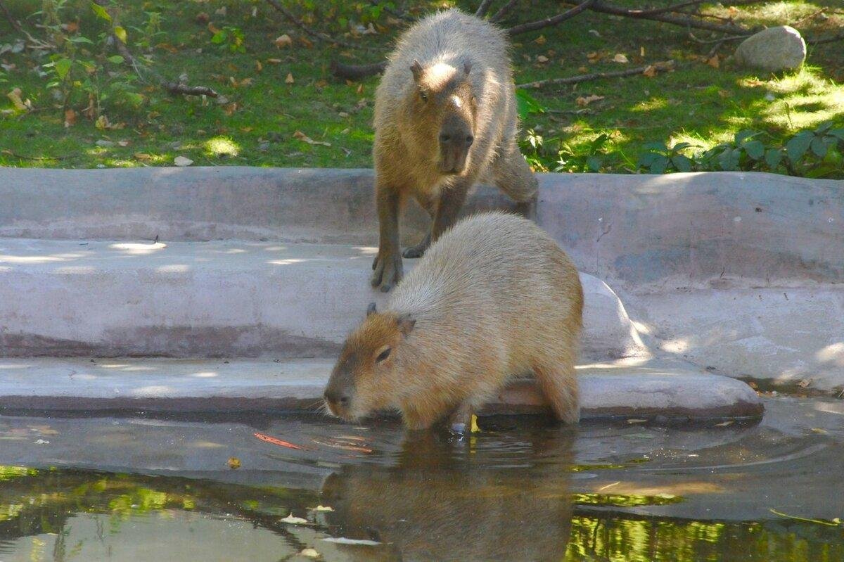 Московский зоопарк животных
