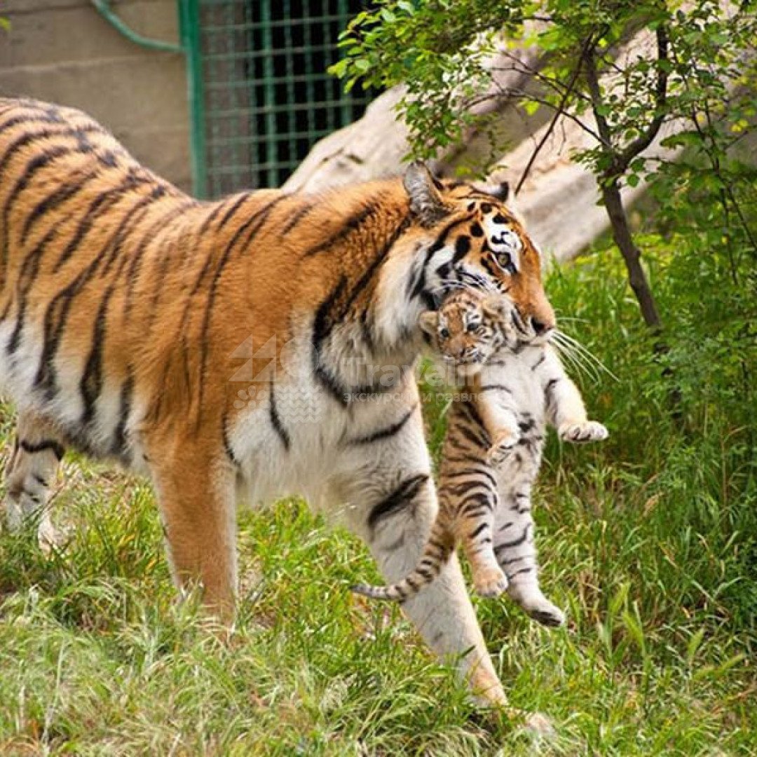 Звери в зоопарке