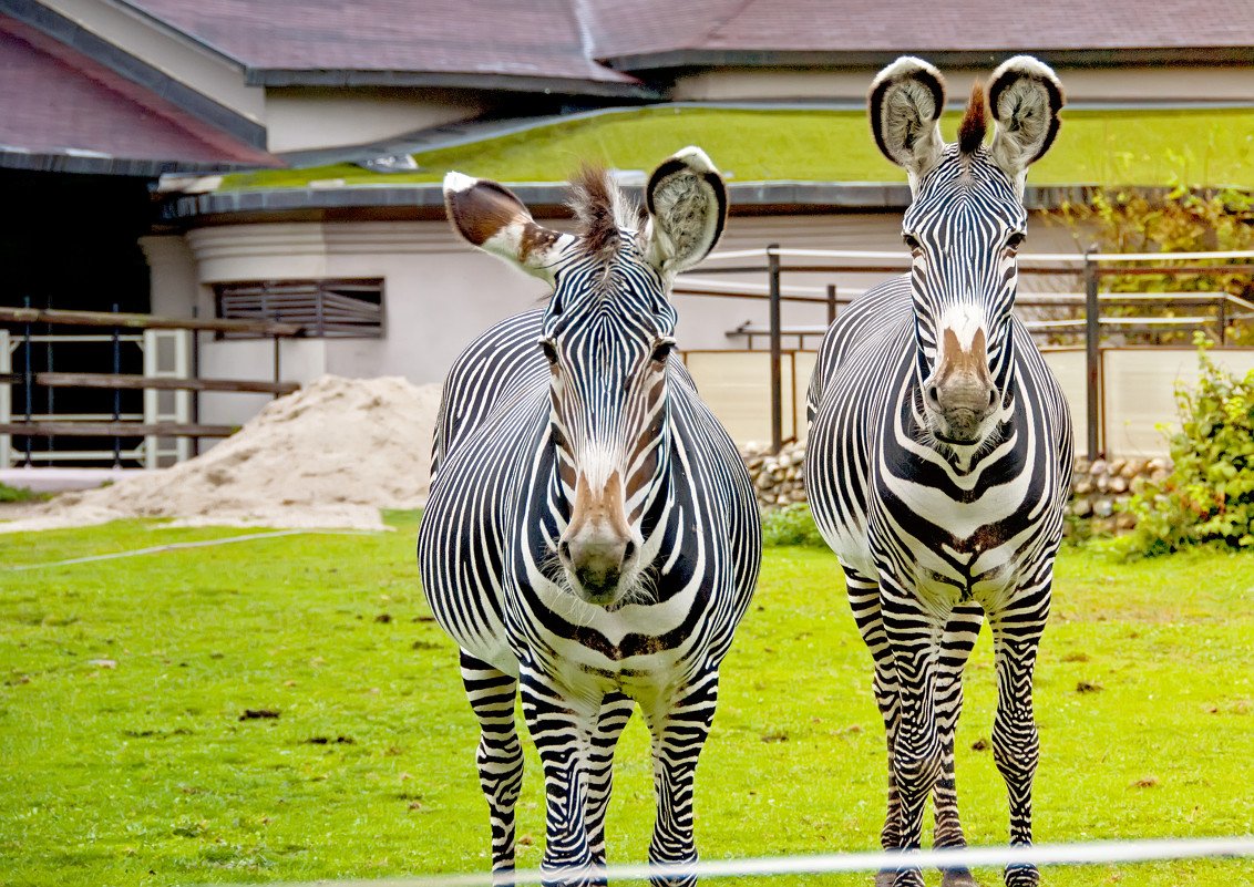 Животные Московского зоопарка Зебра