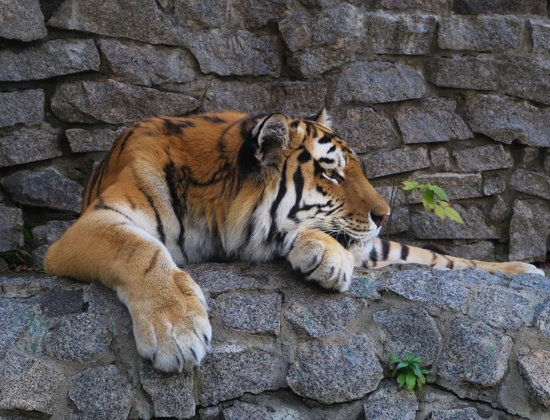 Самого милого животного на земле