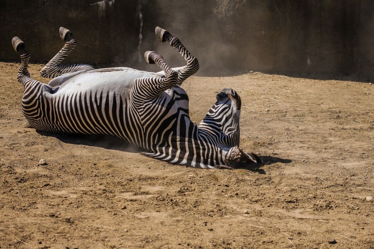 Зебра в Африке