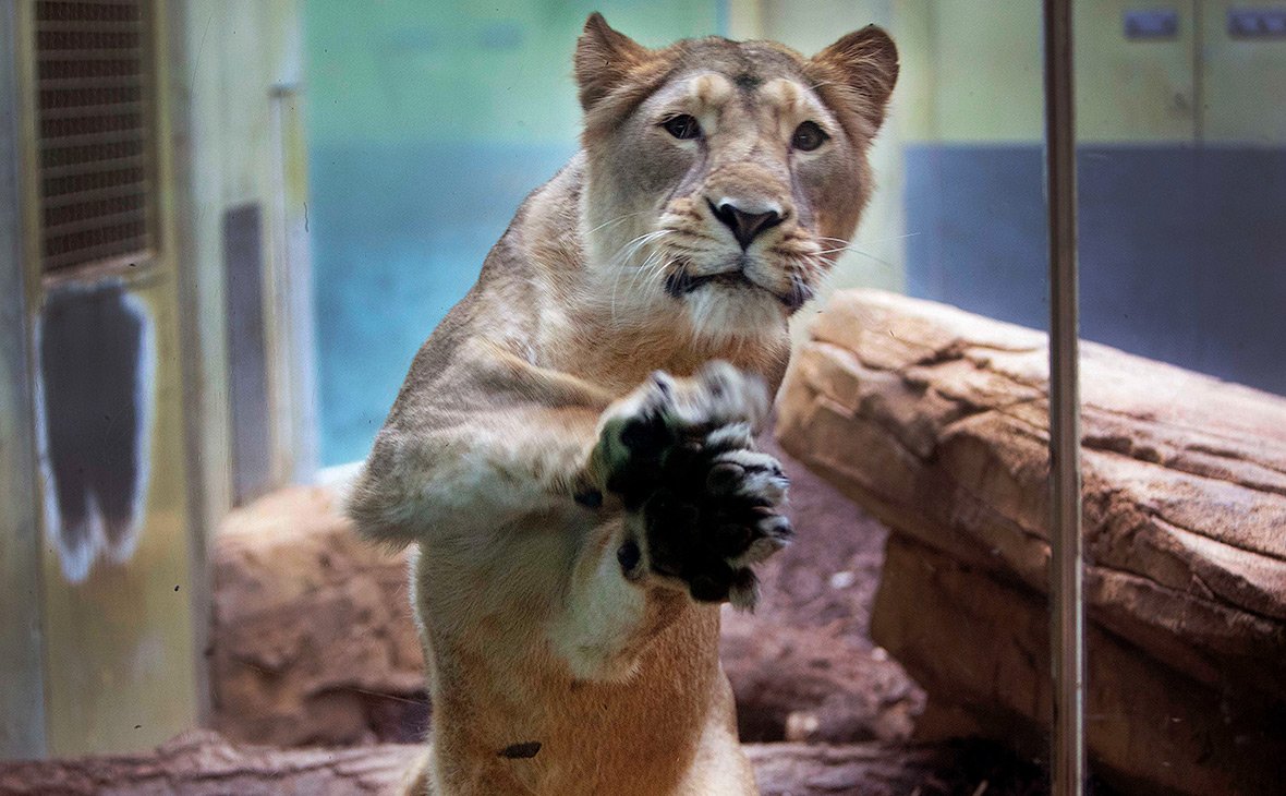 Московский зоопарк зоо