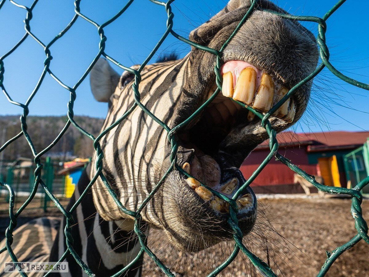 Зоопарк животные в клетках