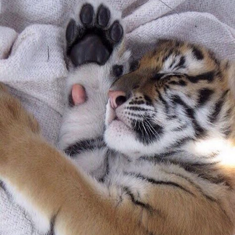 Муравьед и капибара