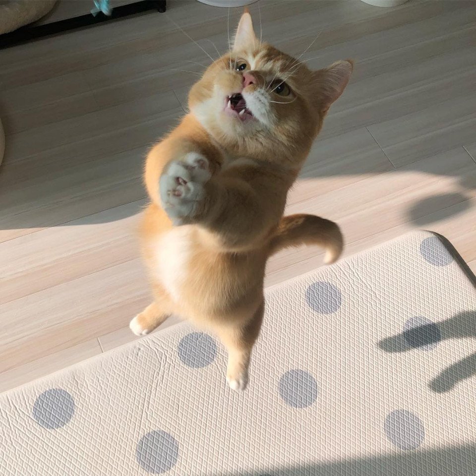 Выпрашивающий кот Мем