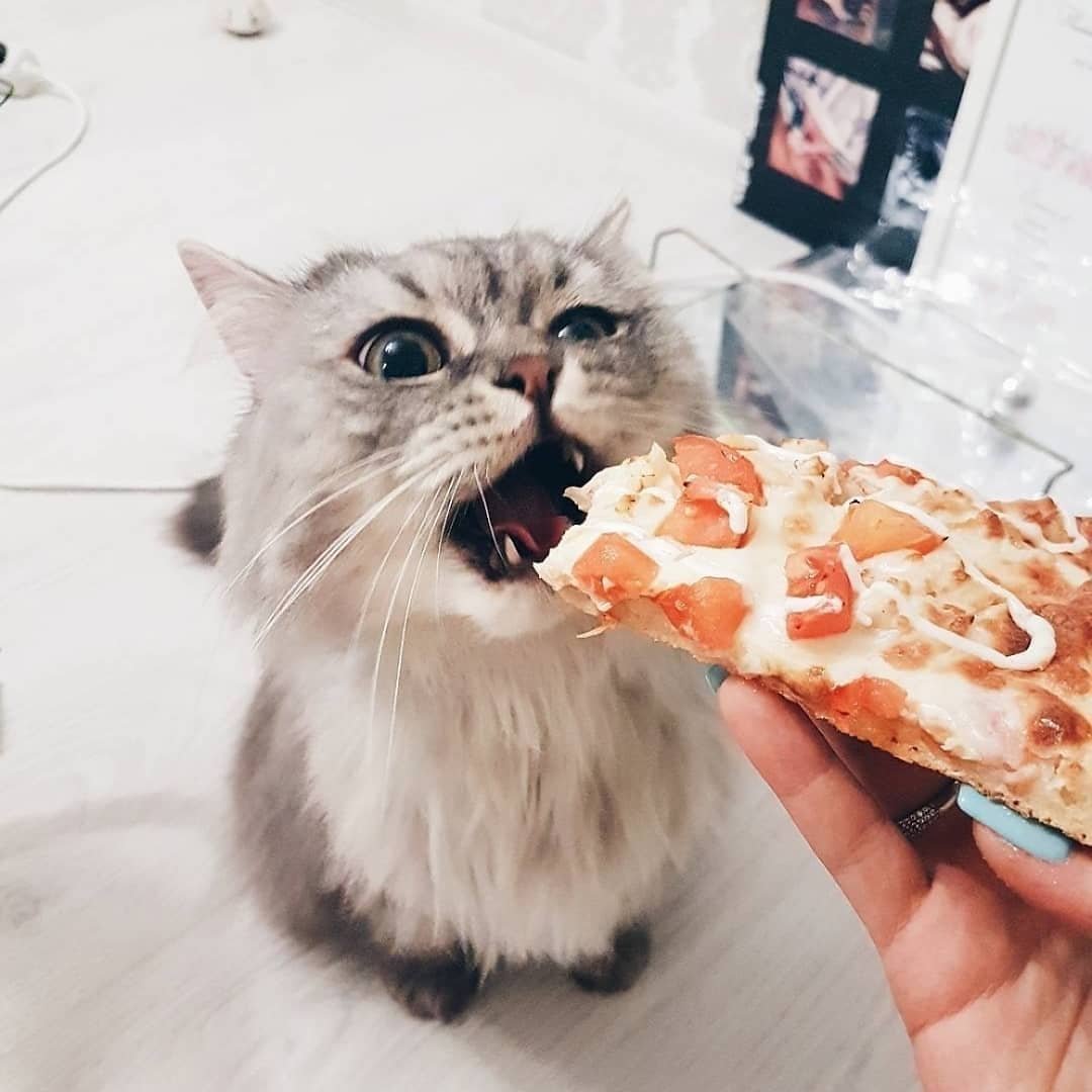 Прикольные картинки для поднятия настроения