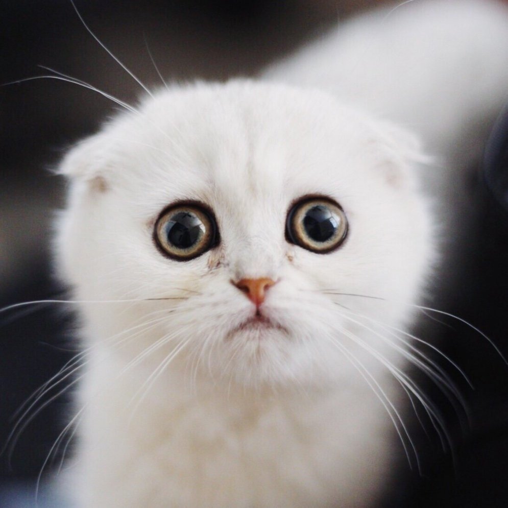 Толстые лысые коты