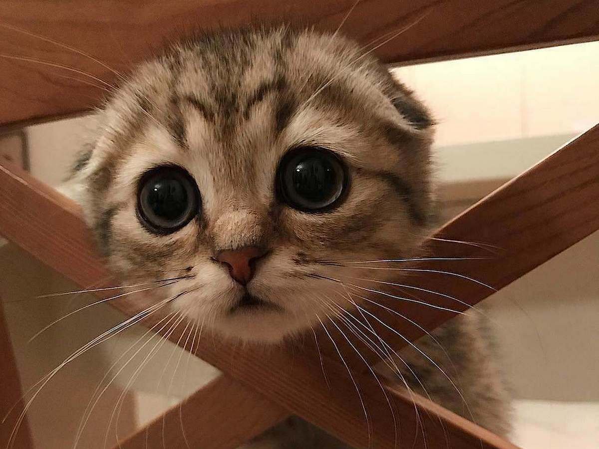 Умоляющий котик