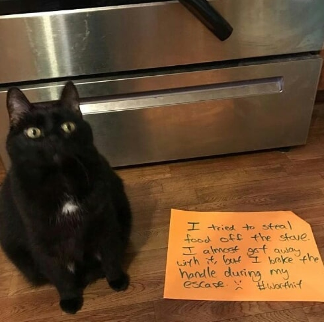 Котик неудача