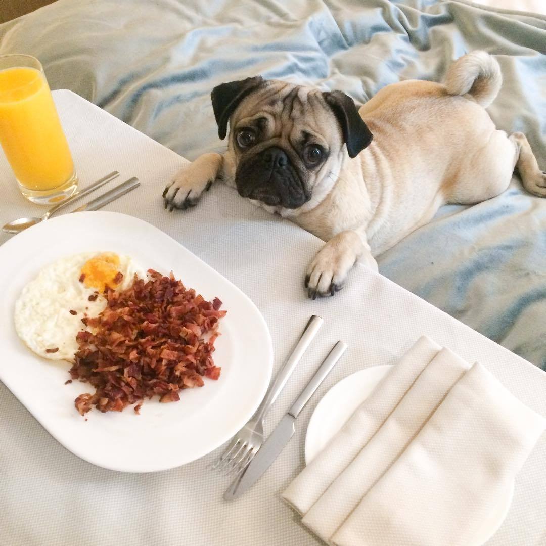 Толстый кот мяукает