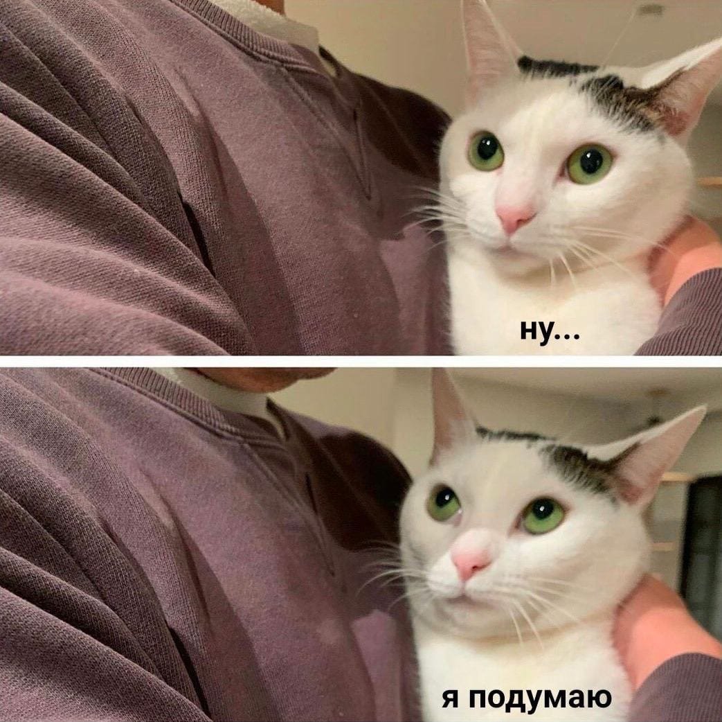 Смешные коты с едой