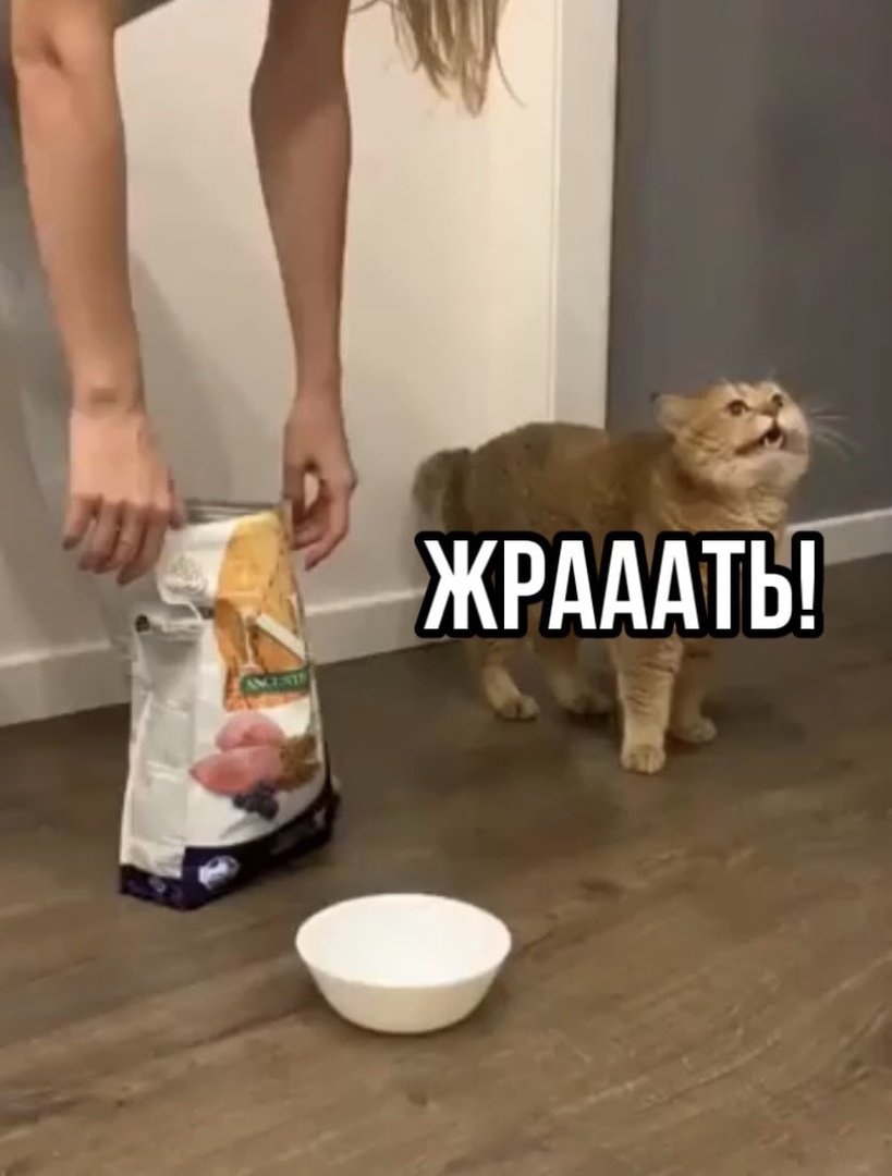 Смешные диалоги котов