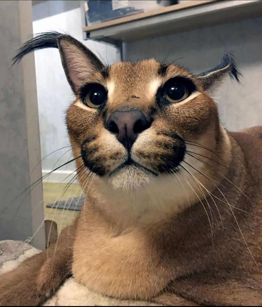 Котенок молится