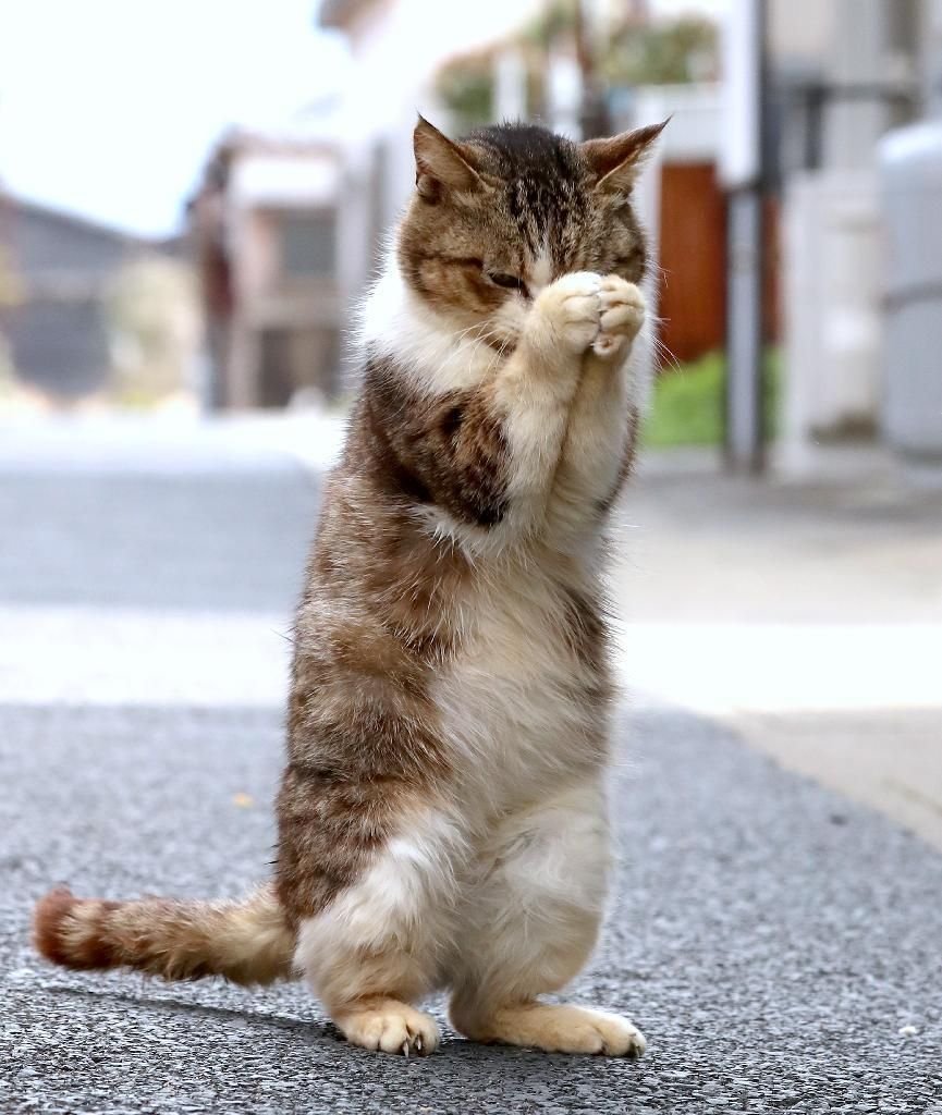 Кот просит прощения