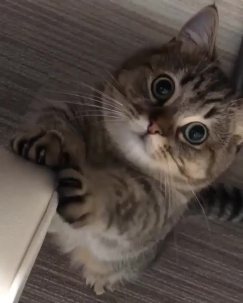 Кот облокотился