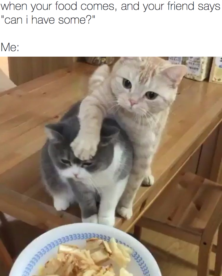 Кот около миски