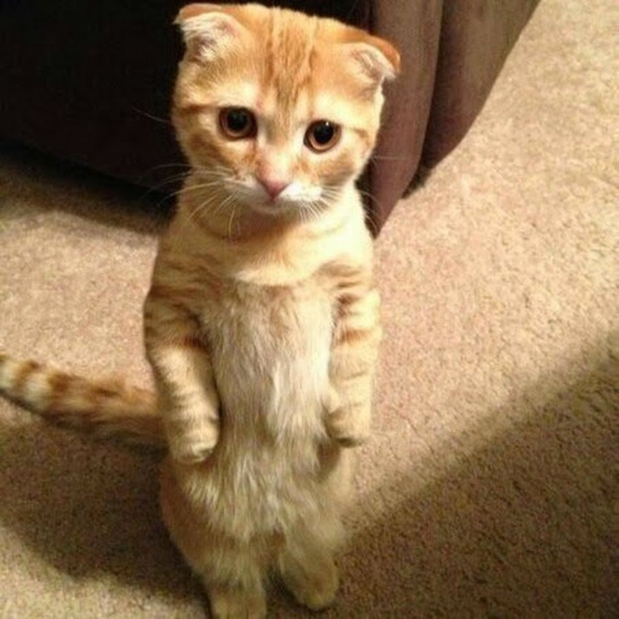 Милый котик просит кушать