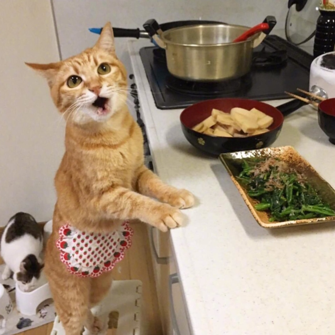 Как просить прощения у кошки