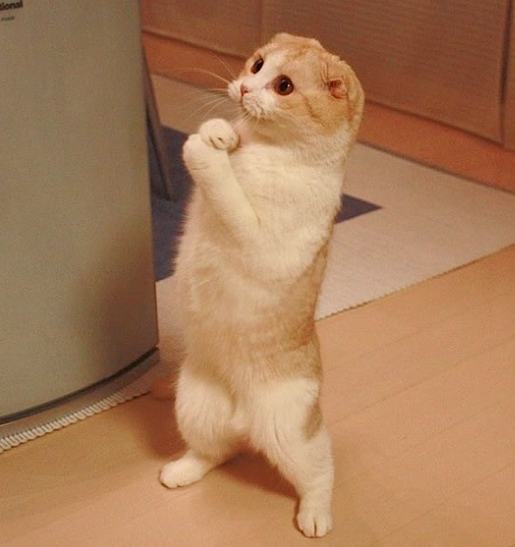 Собака завтракает