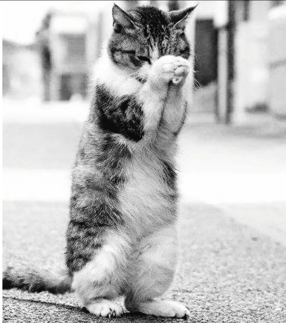 Умоляющие котики