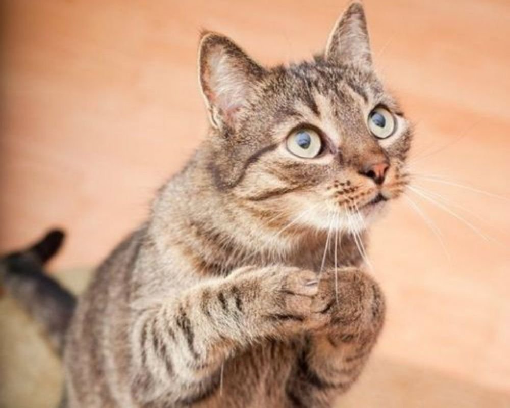 Кошка спрашивает