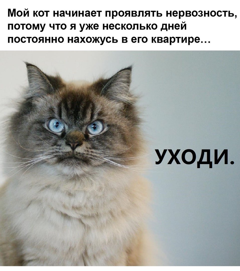 Самый грустный кот в мире