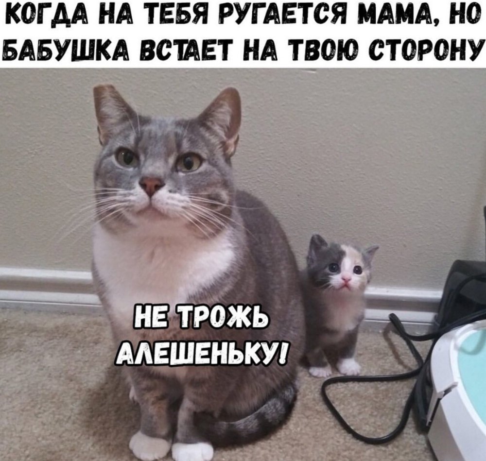 Кот и хозяйка