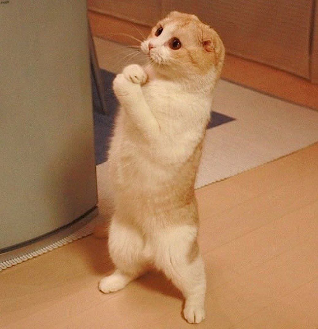 Иди обниму кот