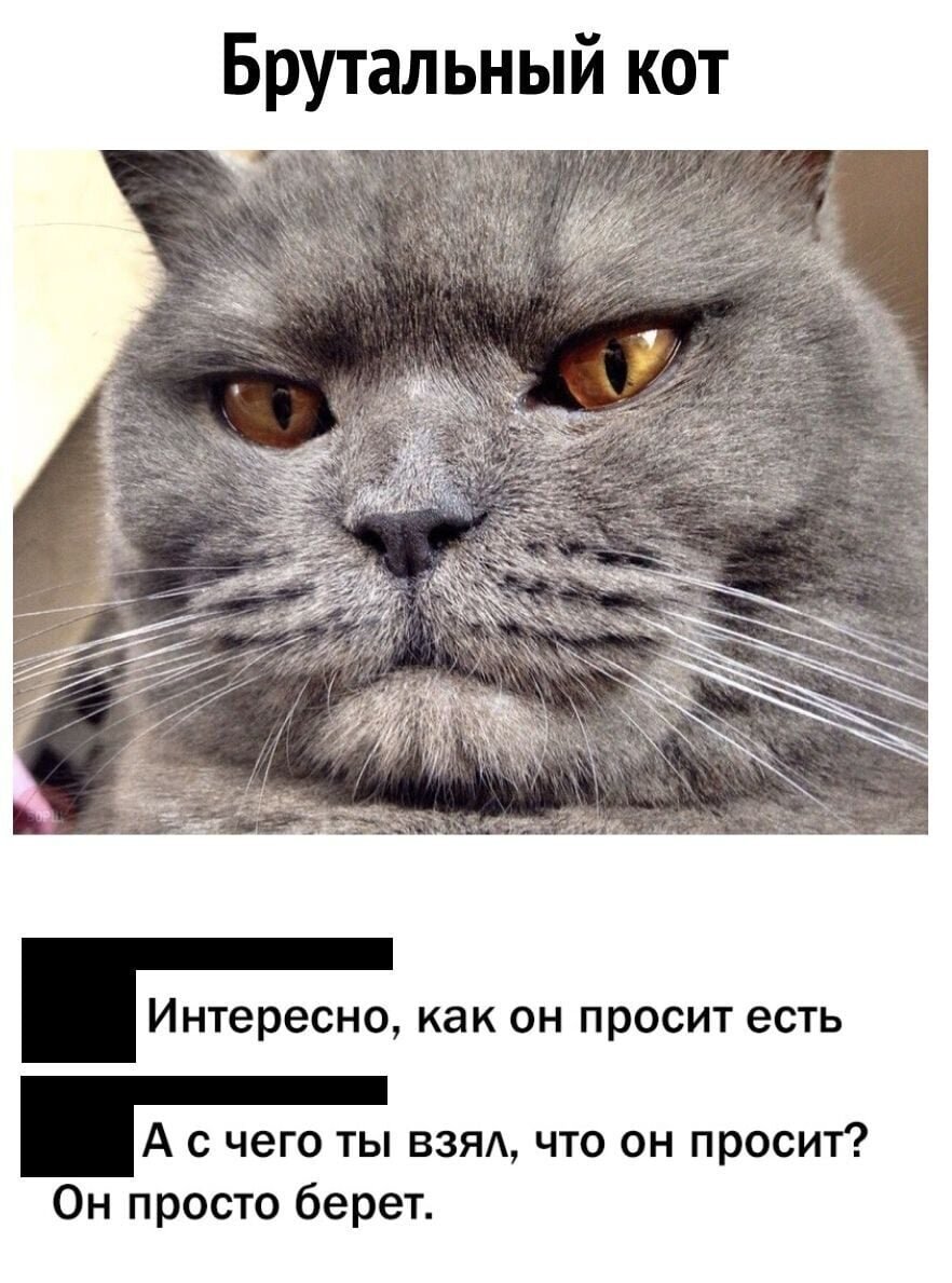 Мемы с котами