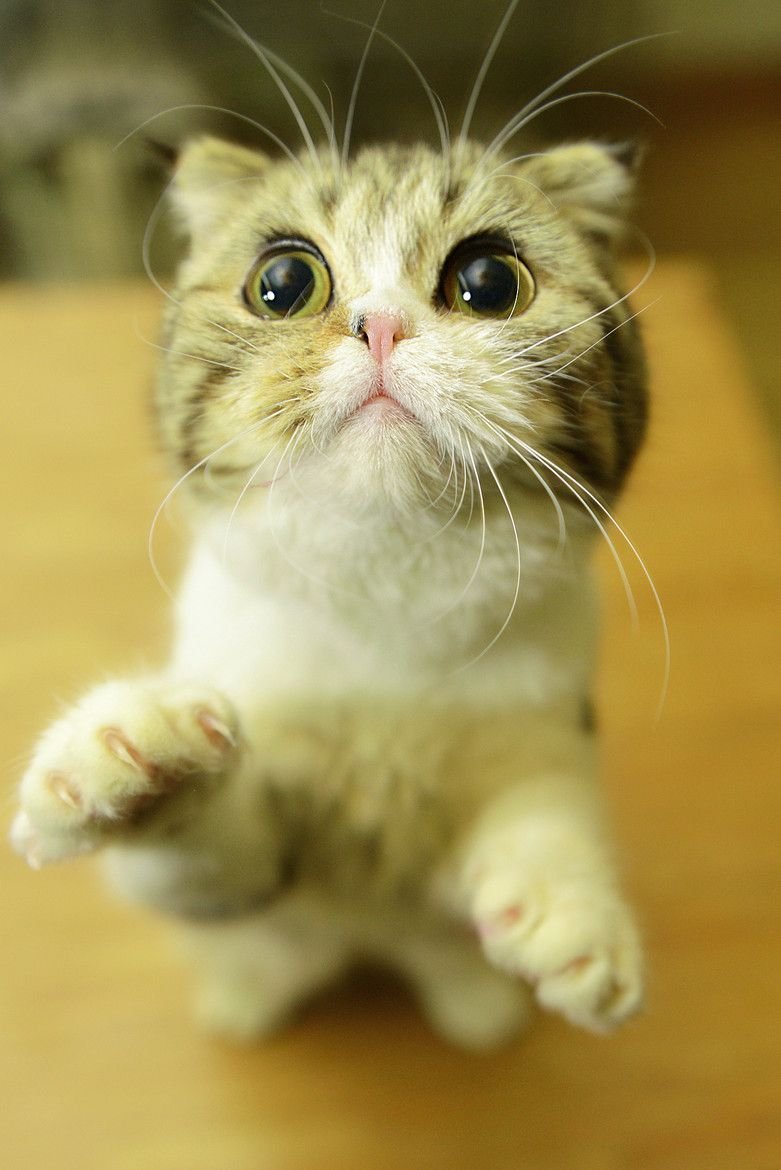 Кот просит прощения