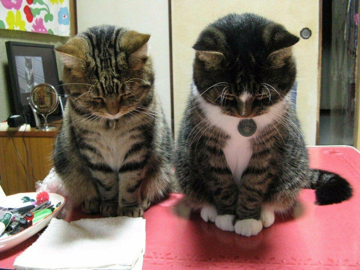 Котенок в шапочке