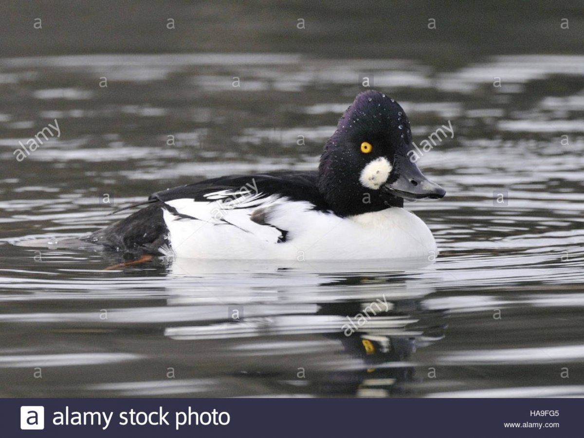 Чёрная утка с белой грудкой