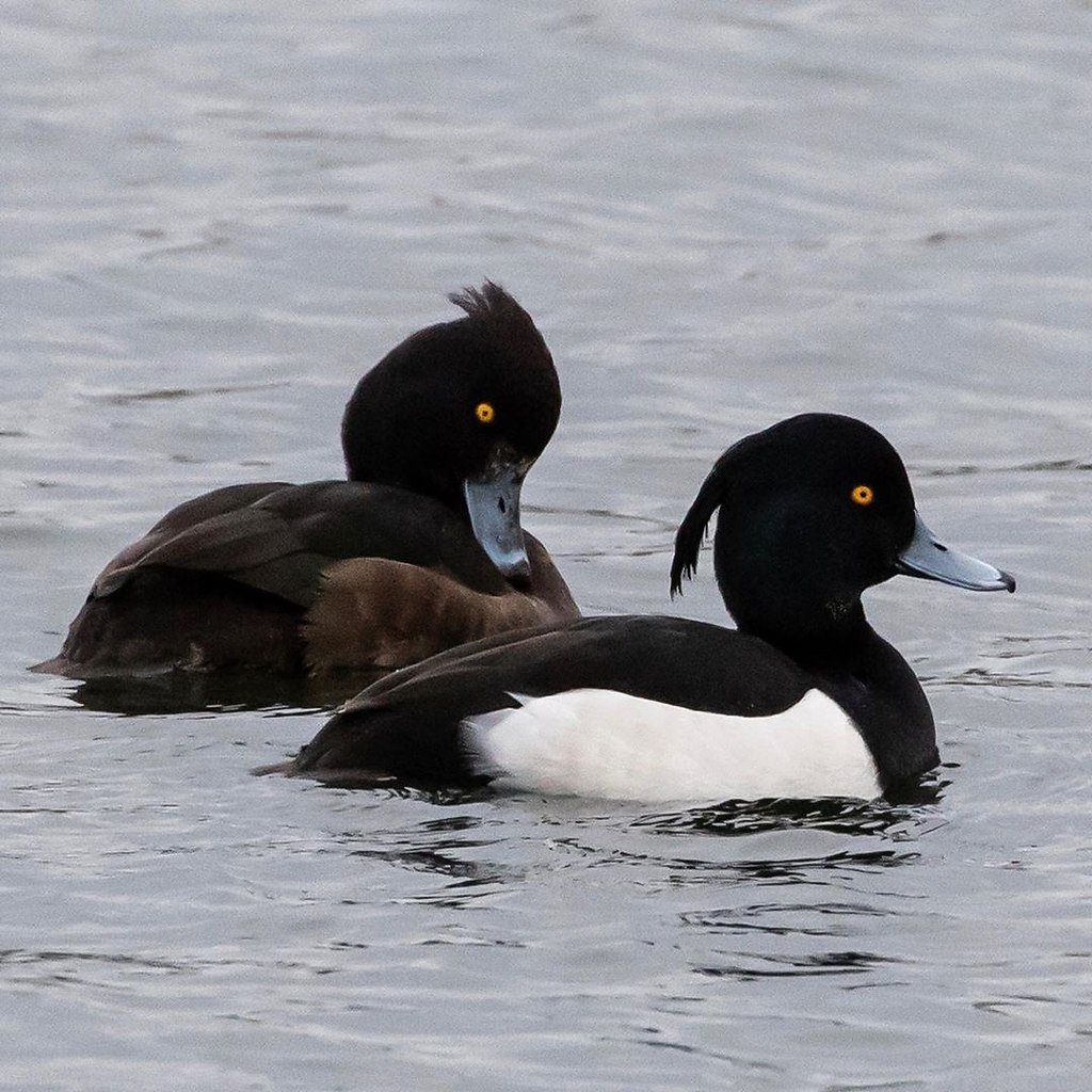 Утка кряква белая