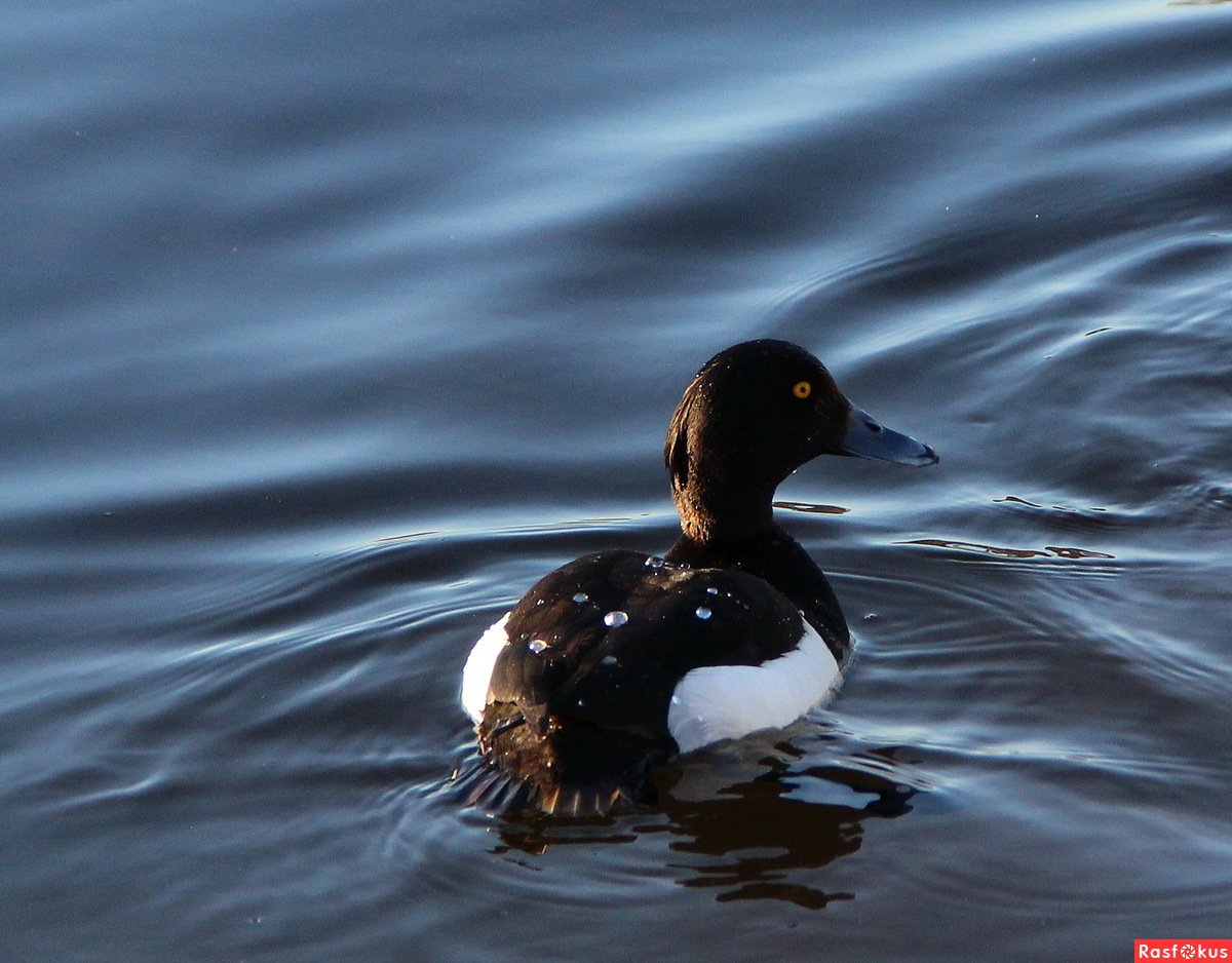 Черно белая утка