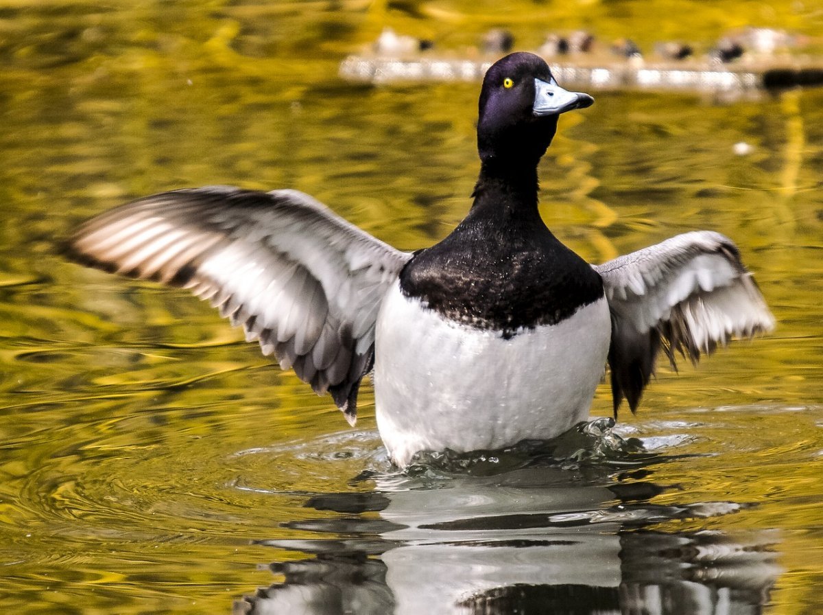 Утка с белой головой