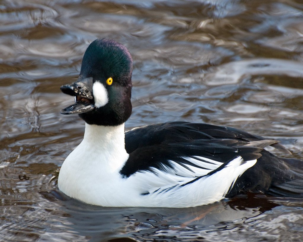 Гусь Мулард