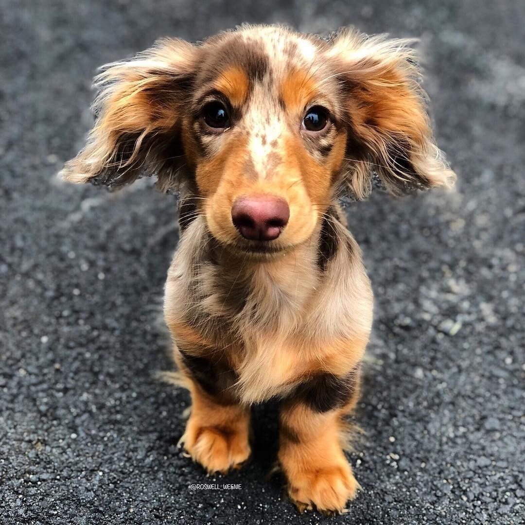 Такса длинношерстная карликовая