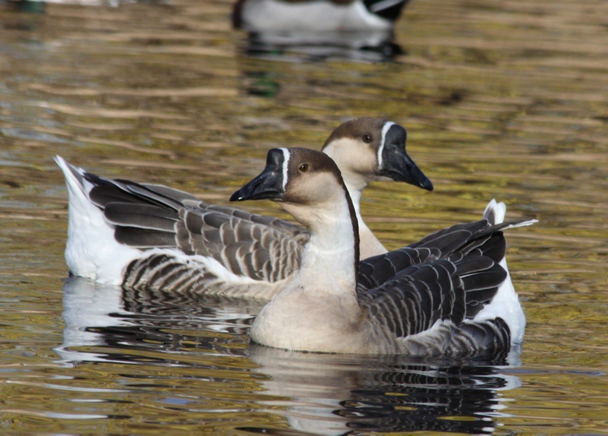 Черная утка на Озерах