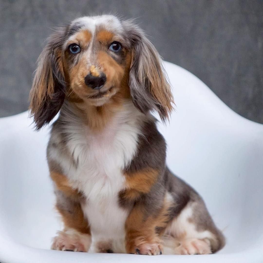 Такса длинношерстная карликовая