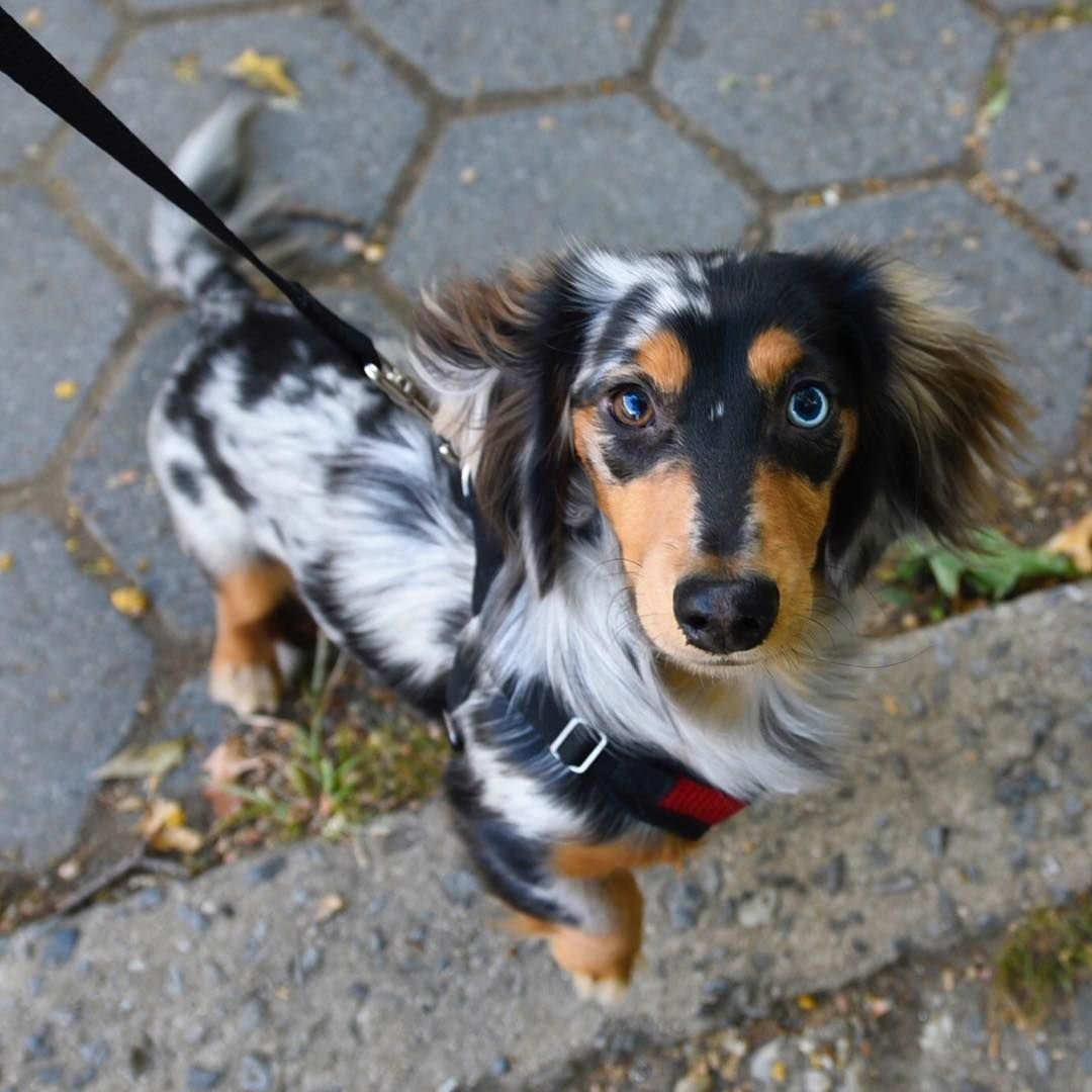 Кроличья такса мраморная