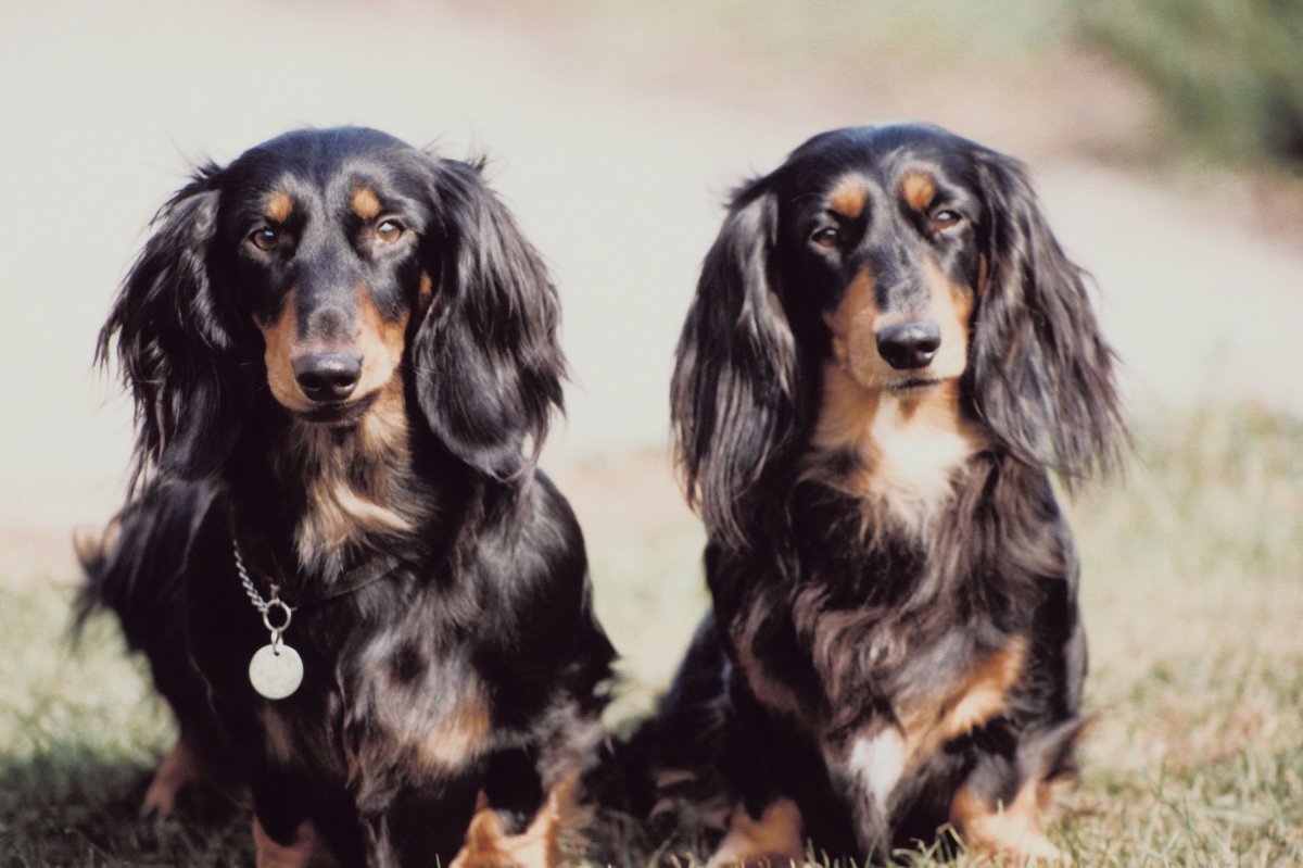 Кроличья такса серая