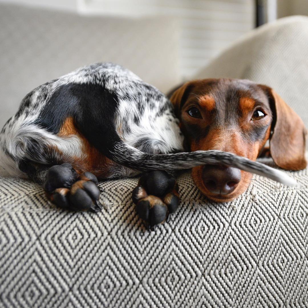 Ховаварт и такса