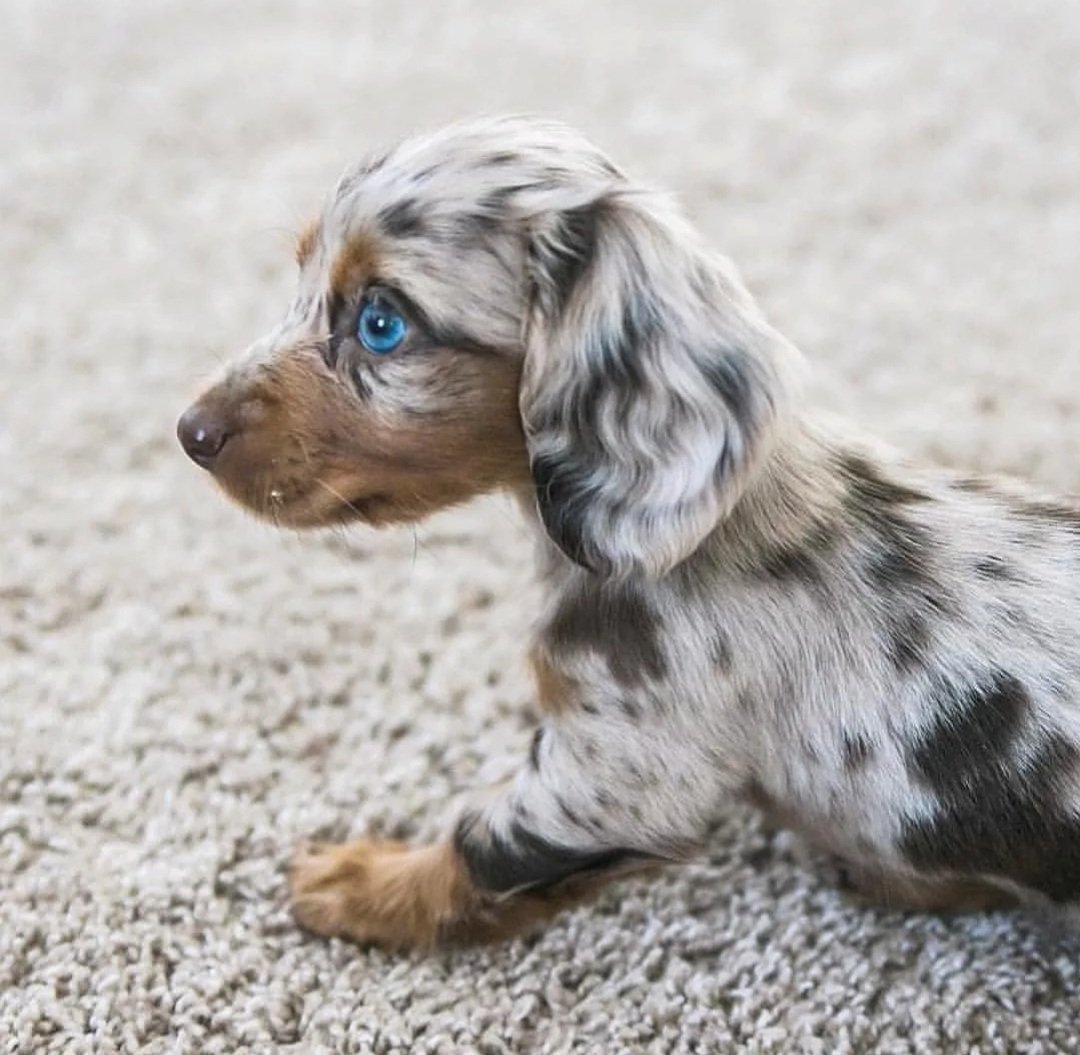 Кремовая такса жесткошерстная