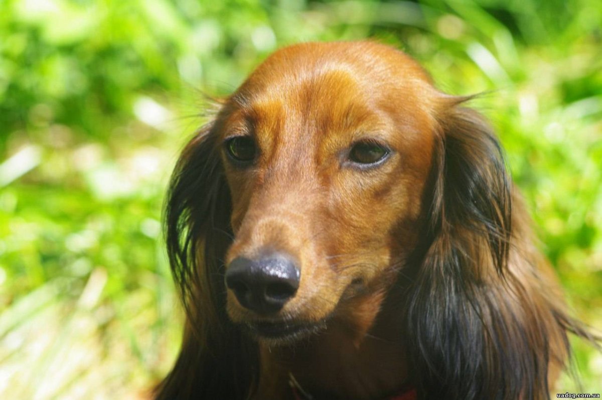 Такса длинношерстная белая