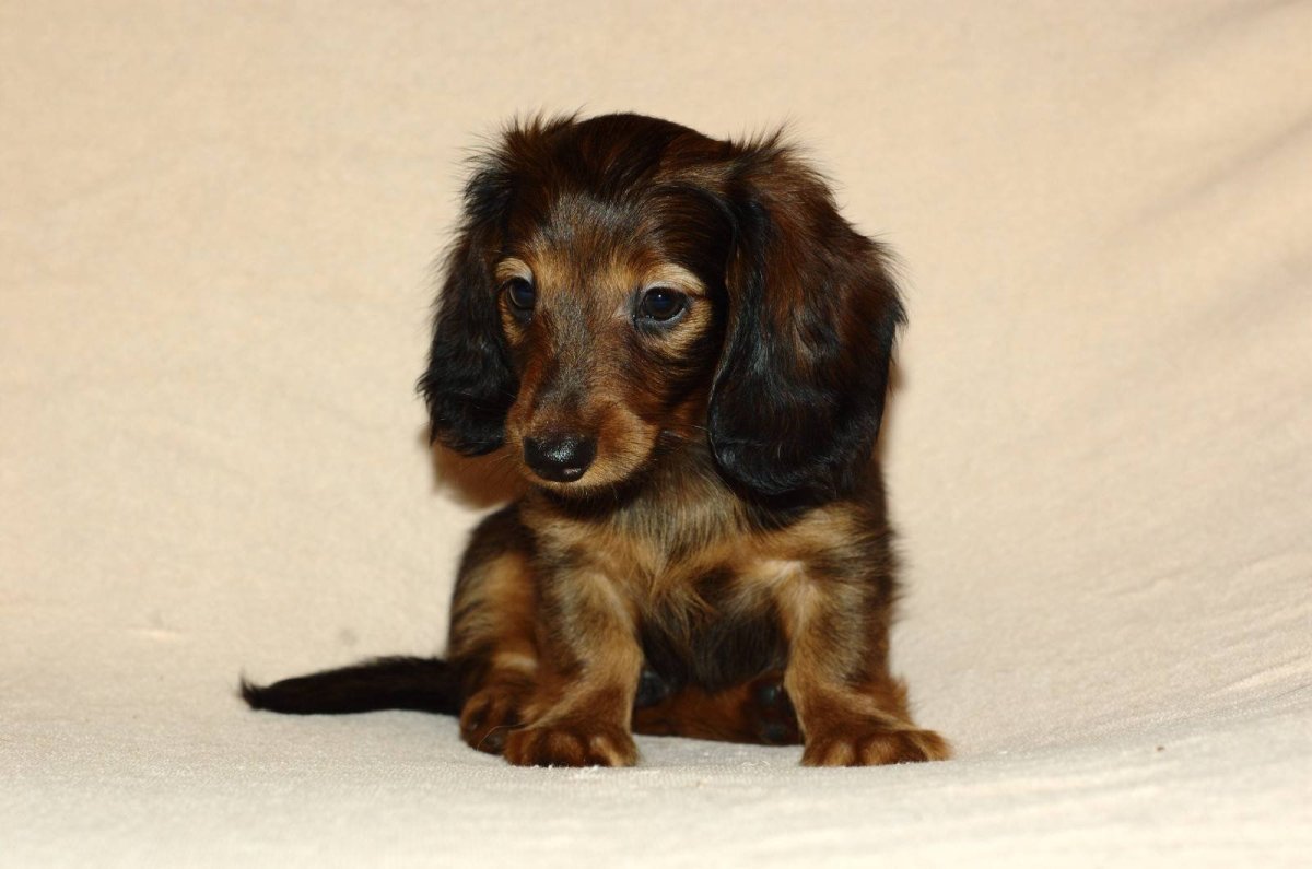 Кроличья такса